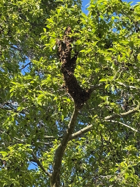Een bijenzwerm hangt als een tros in een boom – een natuurlijk moment in het bijenjaar